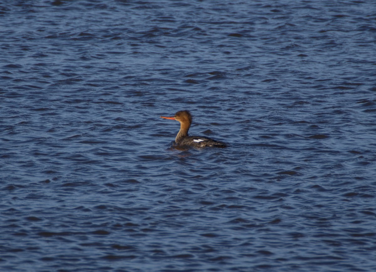 ウミアイサ - ML614095727
