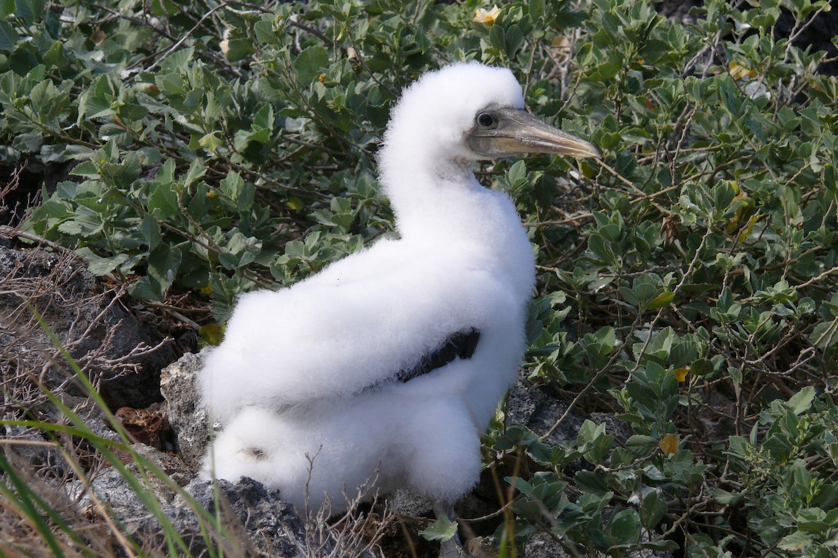 Masked Booby - ML614095746