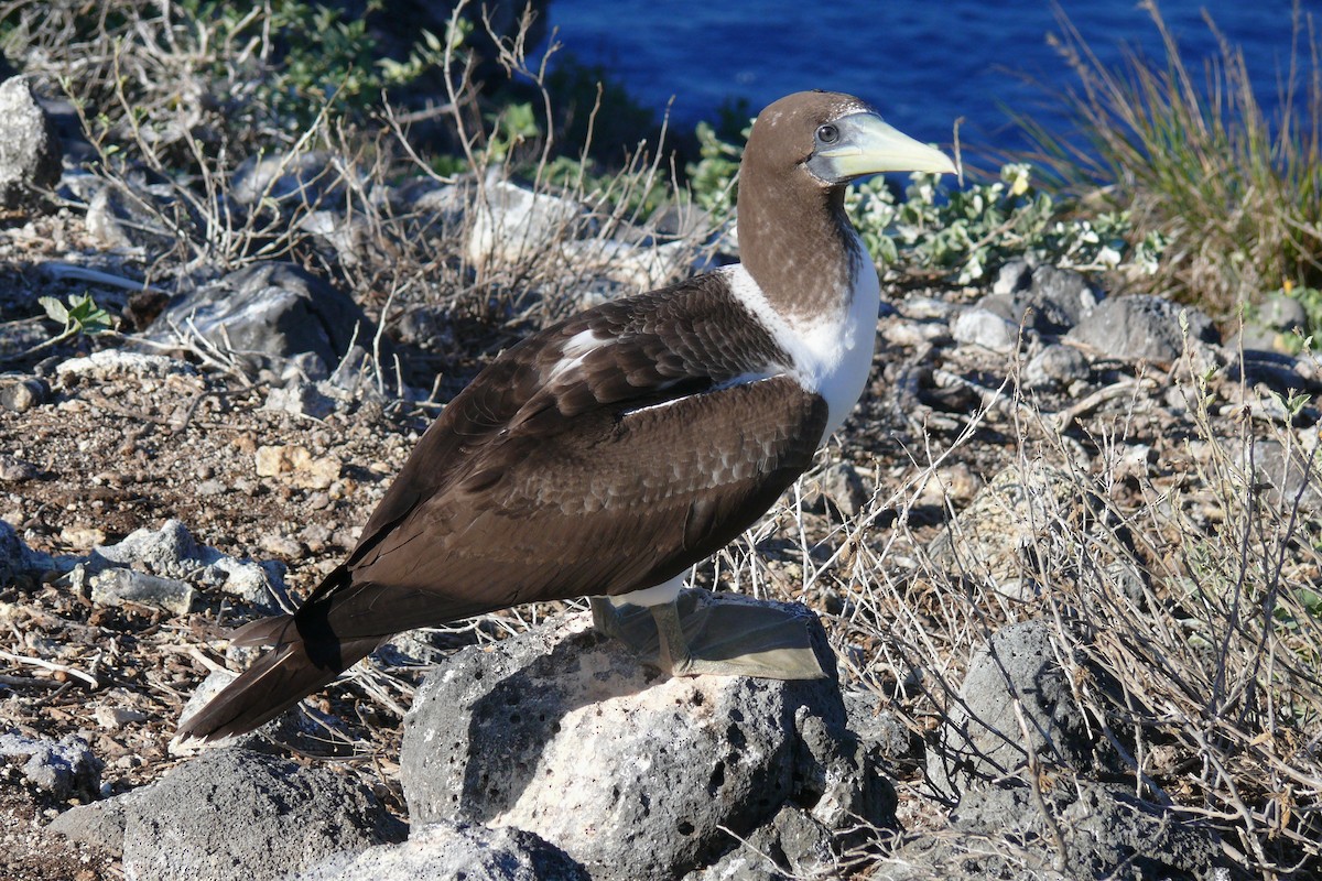 Masked Booby - ML614095797