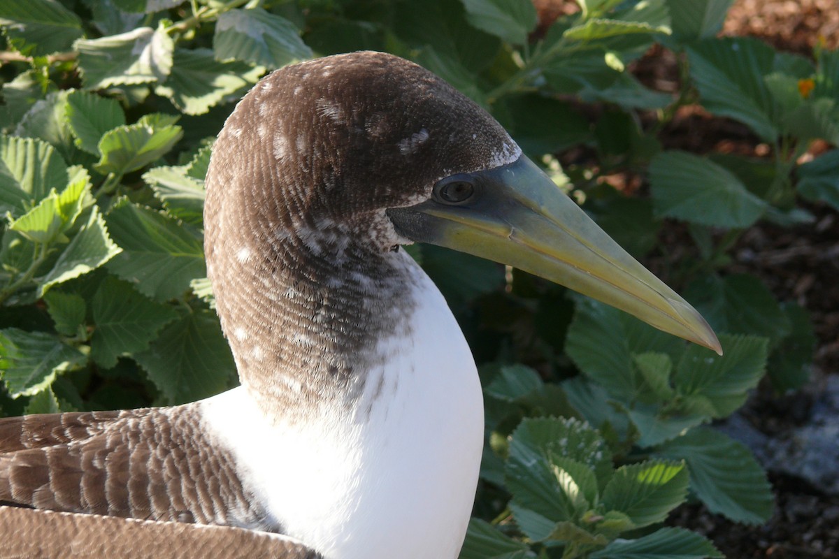 Masked Booby - ML614095845