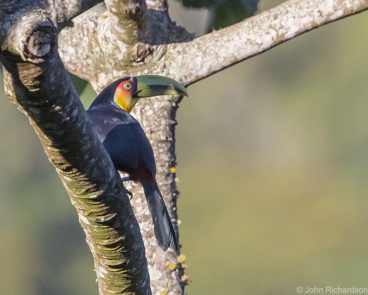 Toucan à ventre rouge - ML614095908