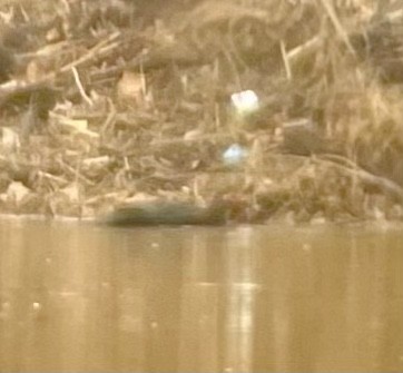 Muscovy Duck (Domestic type) - ML614095928