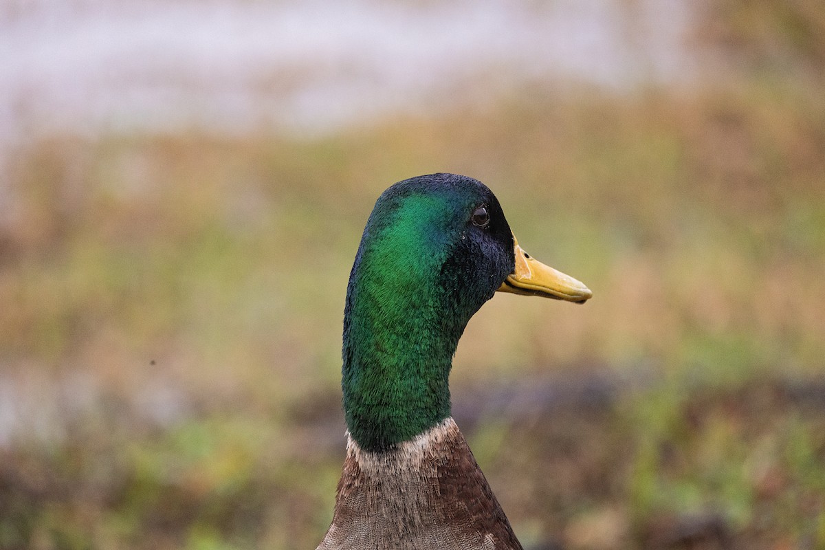 Mallard - ML614095934