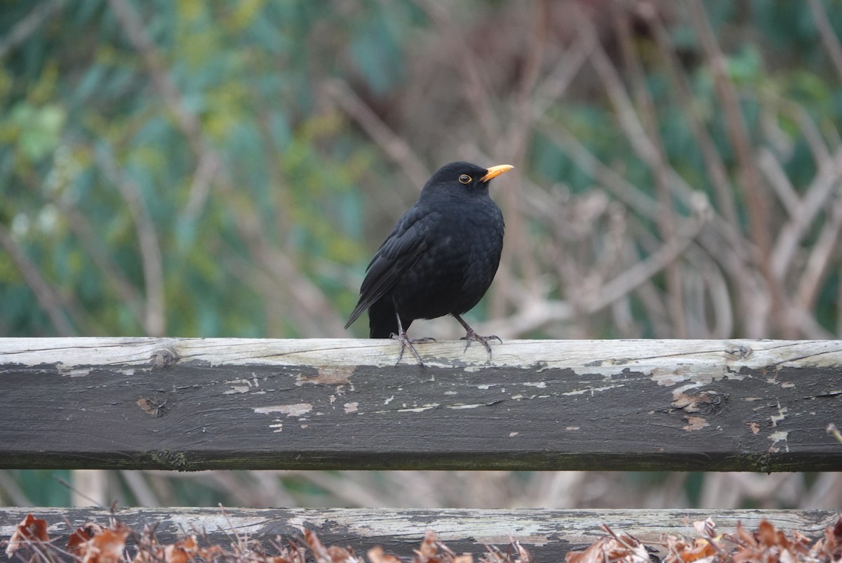 Eurasian Blackbird - Anonymous