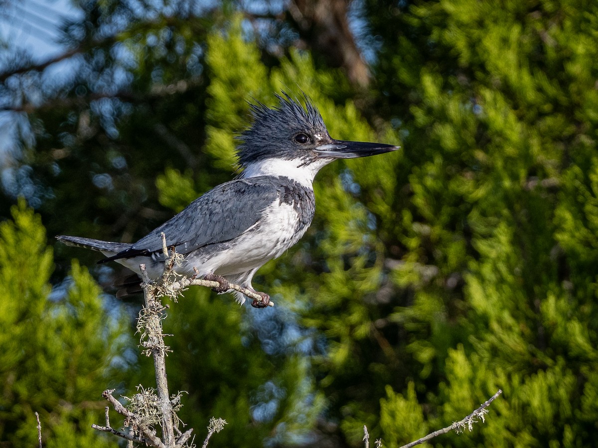 Belted Kingfisher - David Scitney