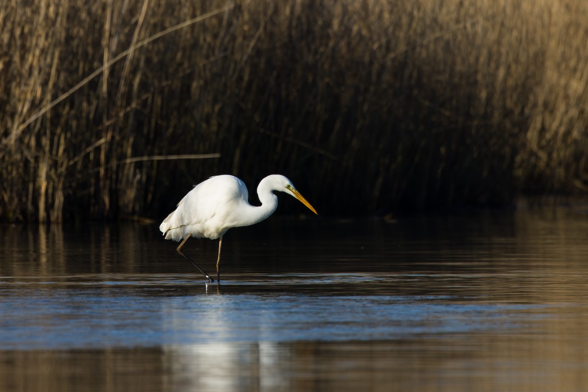 Great Egret - ML614095987