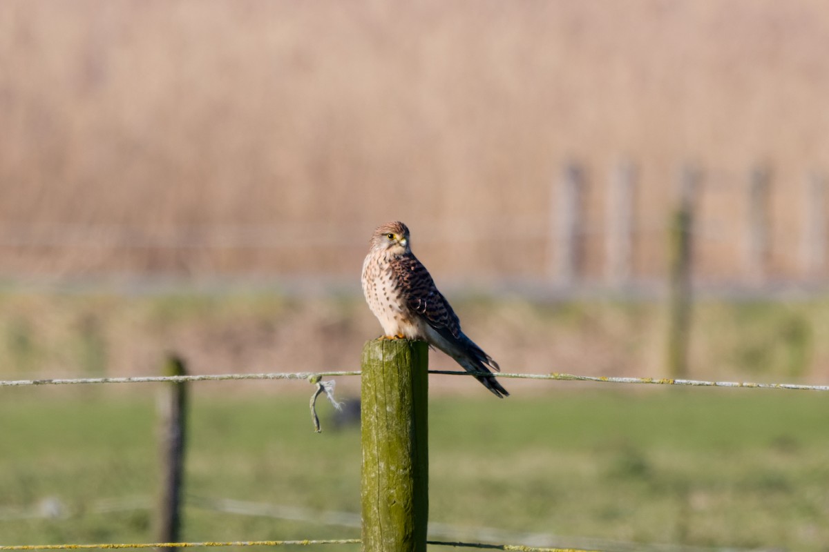 Eurasian Kestrel - ML614095997