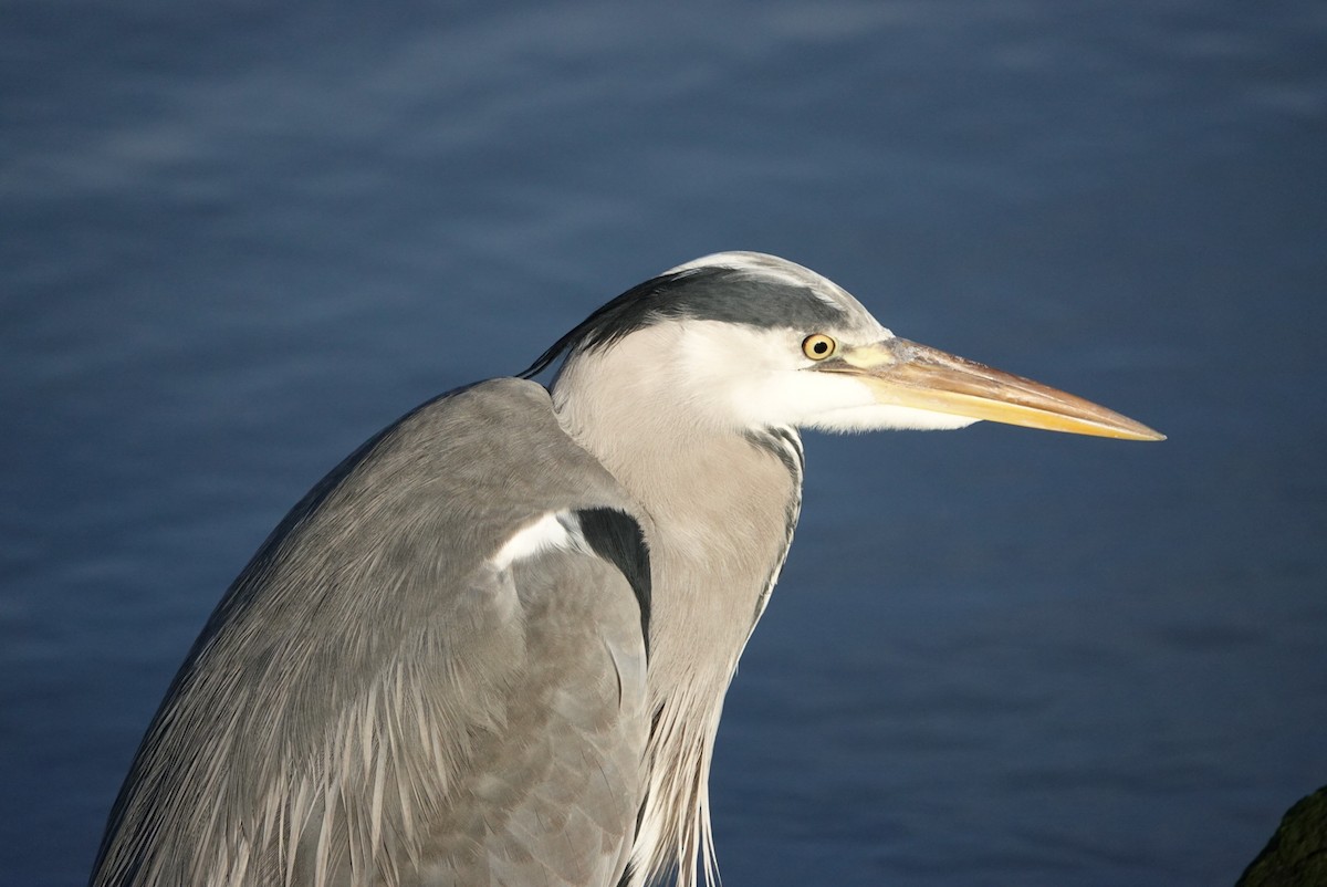 Gray Heron - Anonymous