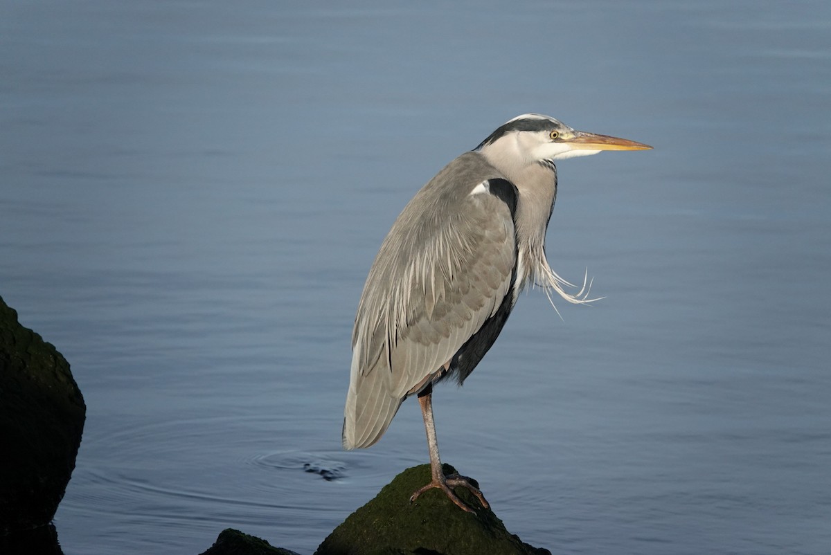 Gray Heron - Anonymous