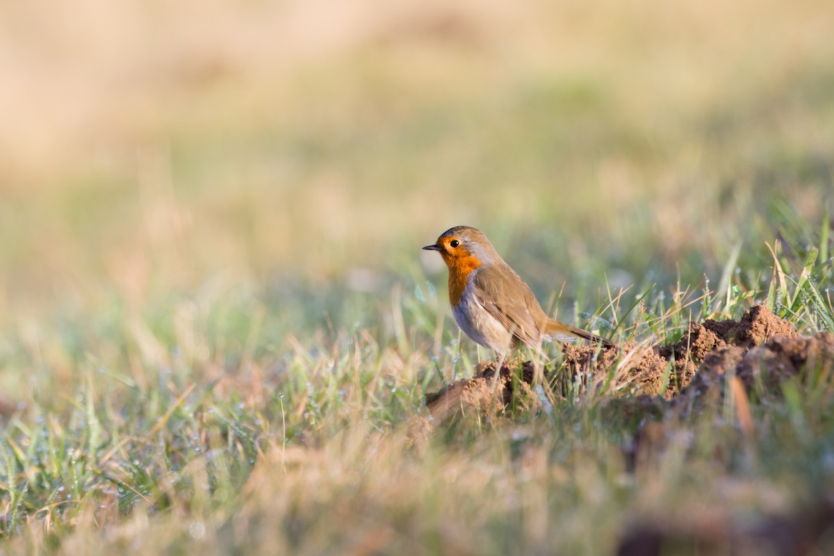 European Robin - ML614096024