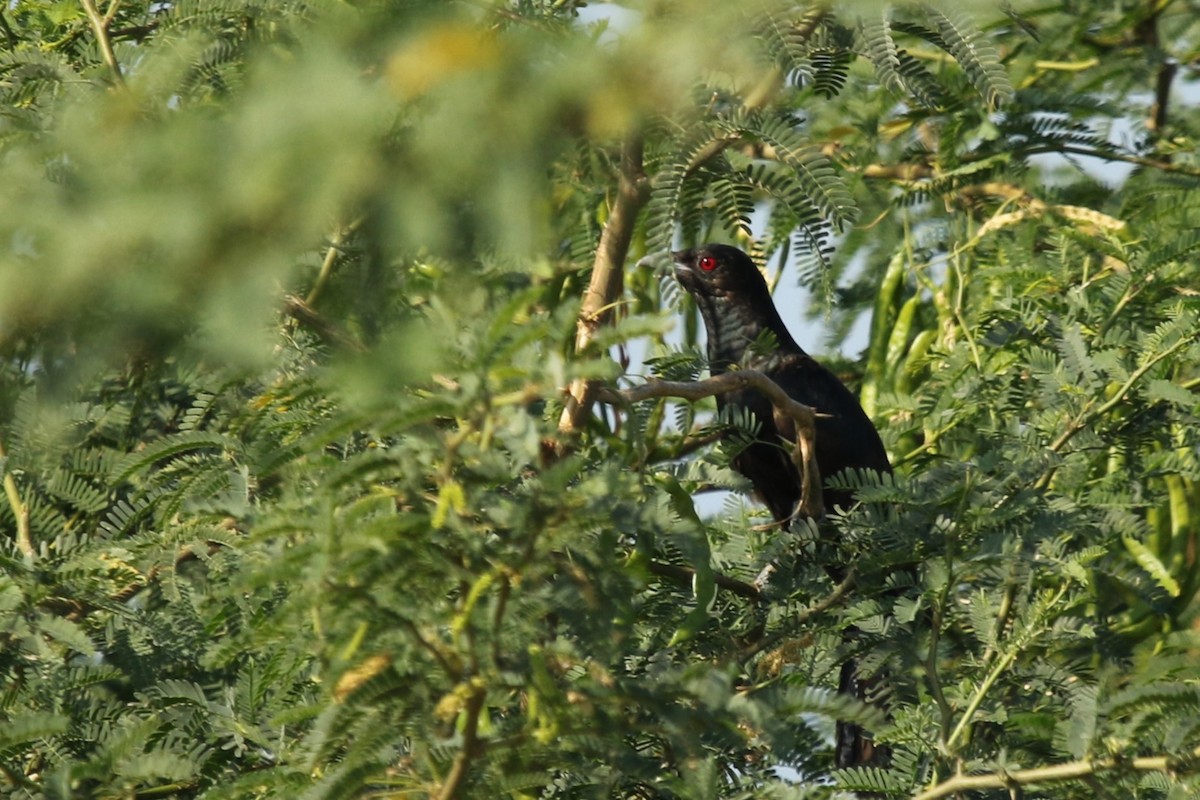 Asian Koel - ML614096217