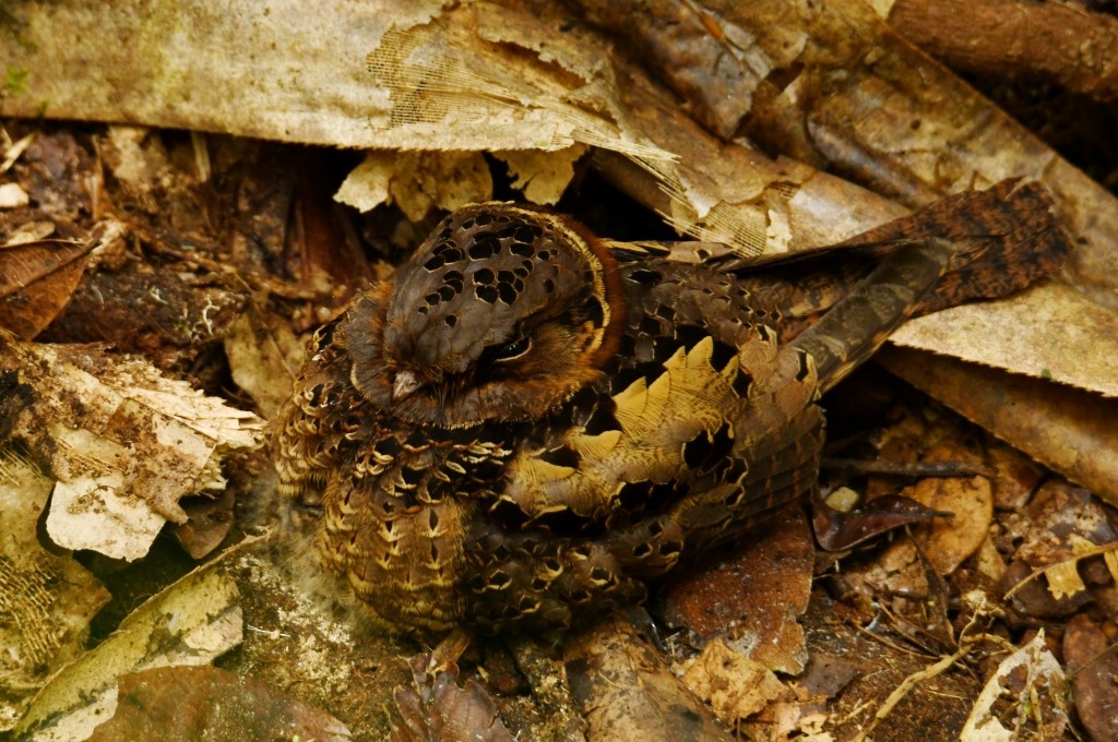 Collared Nightjar - ML614096232