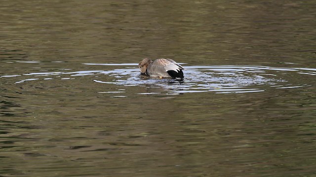 Gadwall - ML614096305