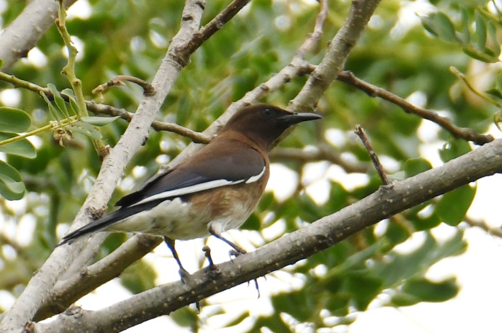 Madagascar Starling - ML614096309