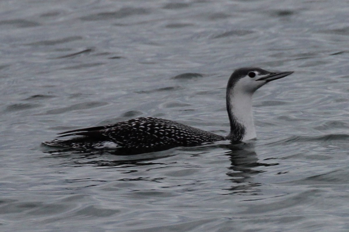 Red-throated Loon - ML614096319