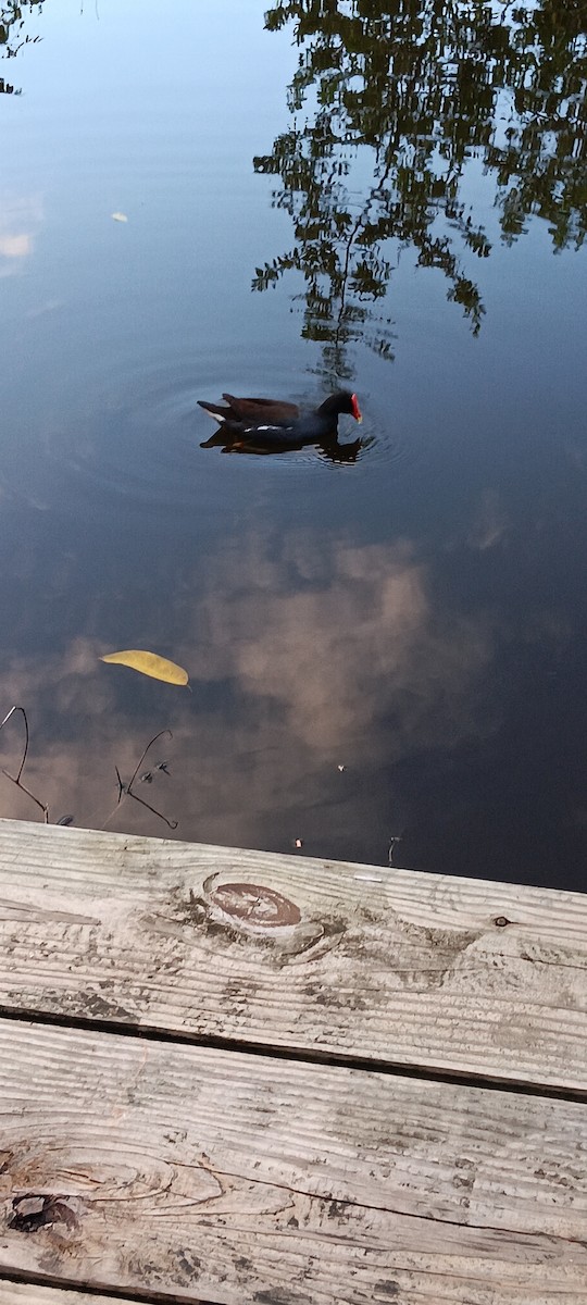 Common Gallinule - Debbie Spence