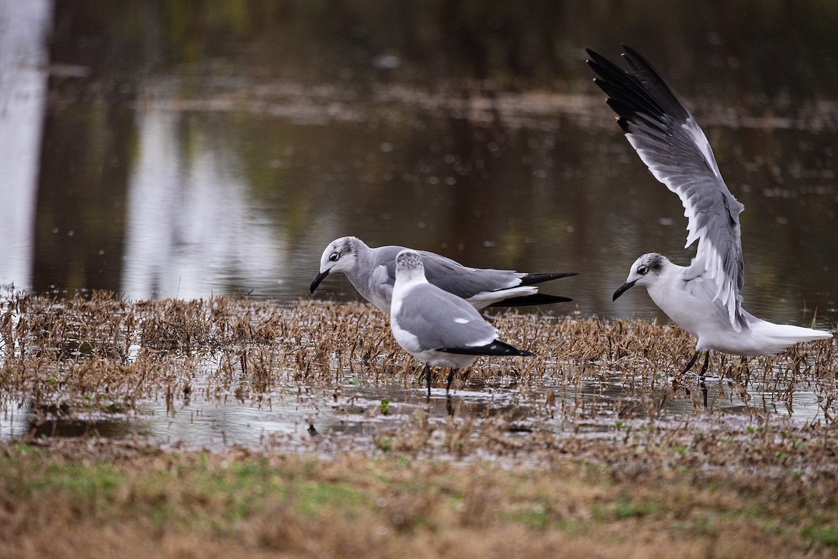 Laughing Gull - ML614096395