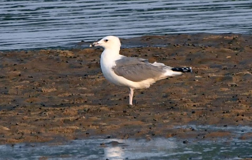 小黑背鷗 - ML614096406