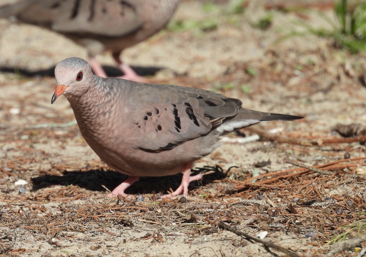 Common Ground Dove - Kathy Springer