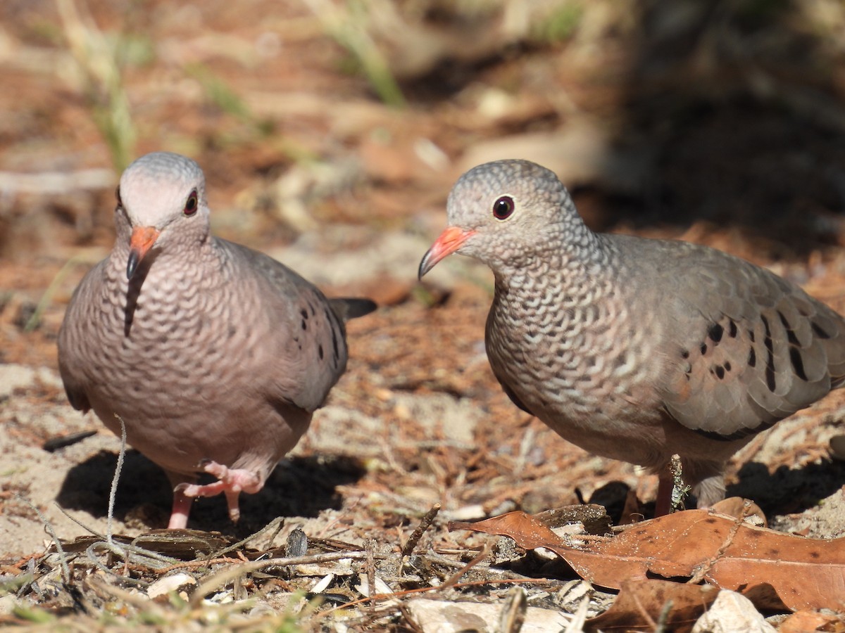 Common Ground Dove - Kathy Springer