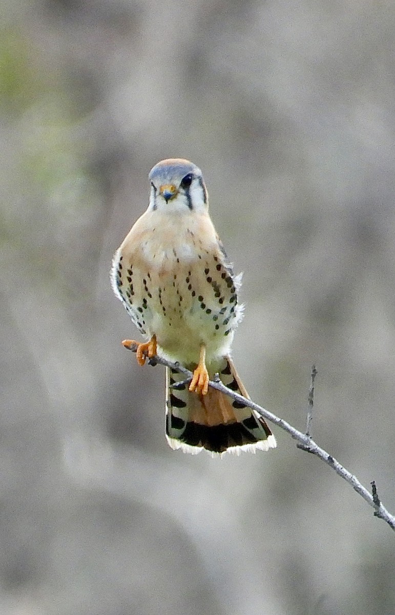 American Kestrel - ML614096525