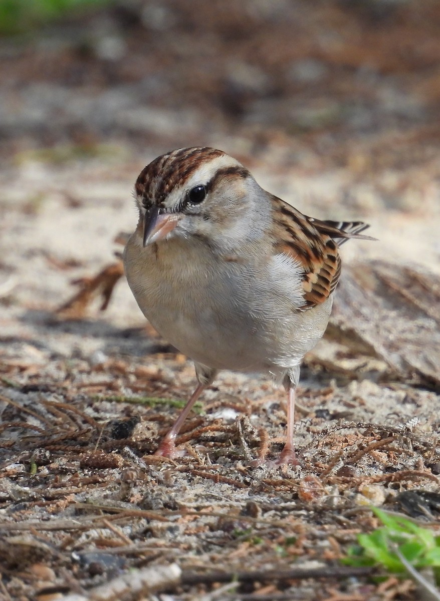 Chipping Sparrow - ML614096540