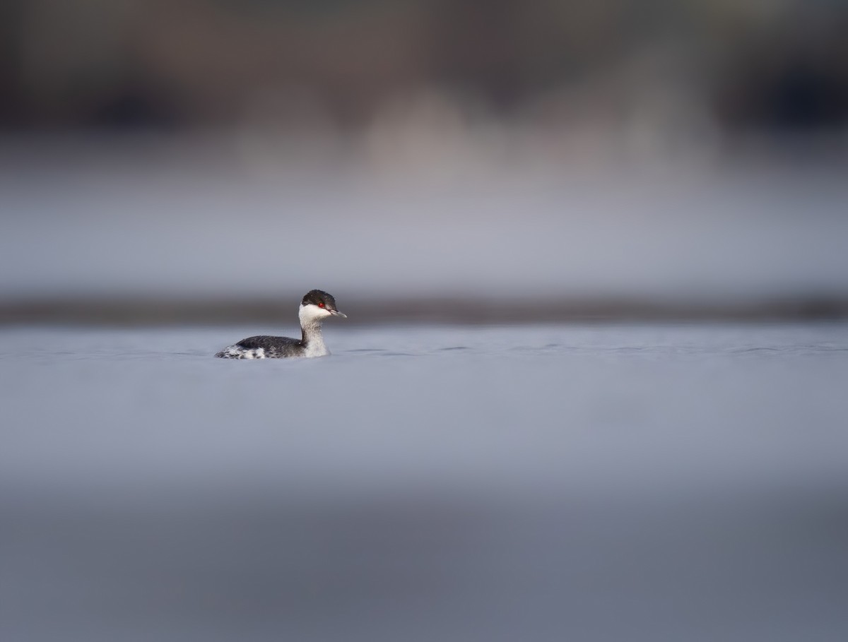 Horned Grebe - ML614096545