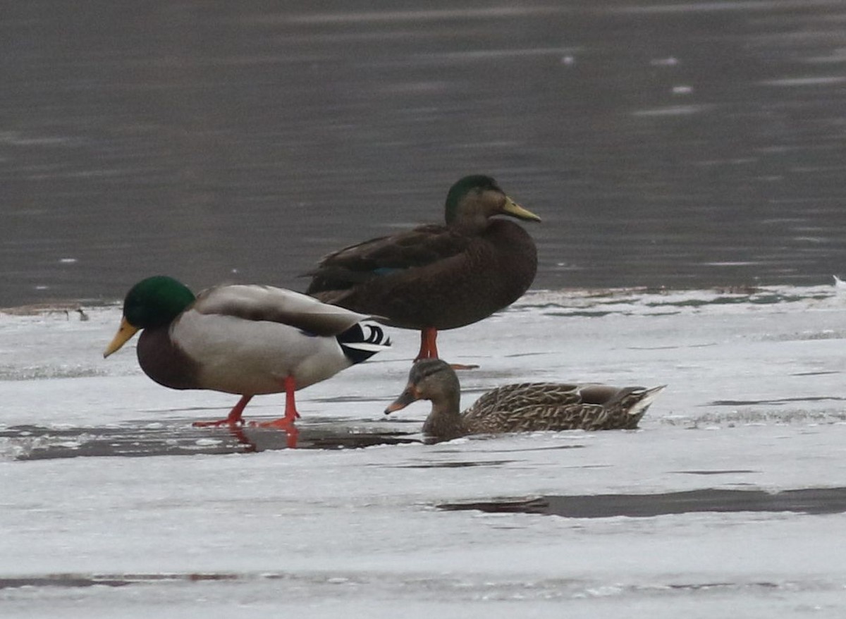 Mallard x American Black Duck (hybrid) - ML614096550