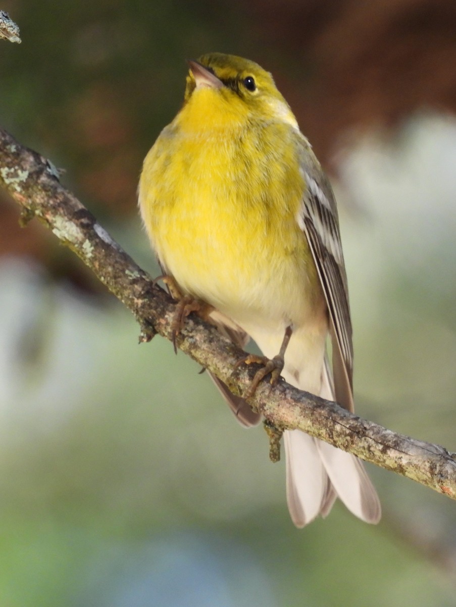 Pine Warbler - ML614096554