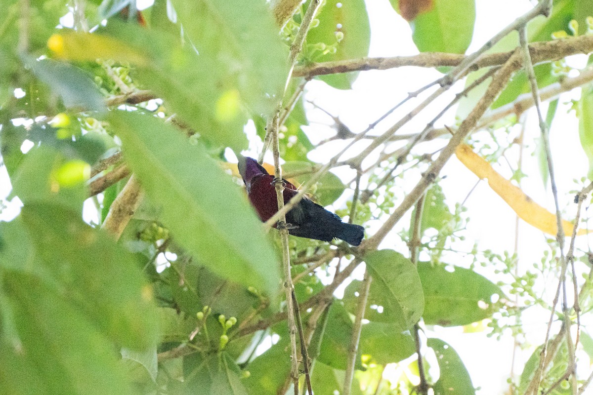 Van Hasselt's Sunbird - Anisuzzaman Babla