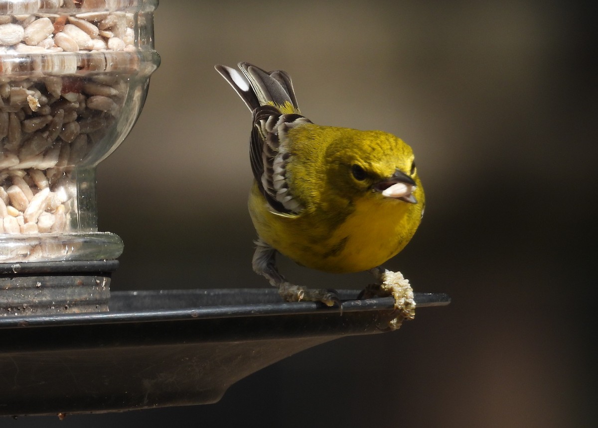 Pine Warbler - ML614096561