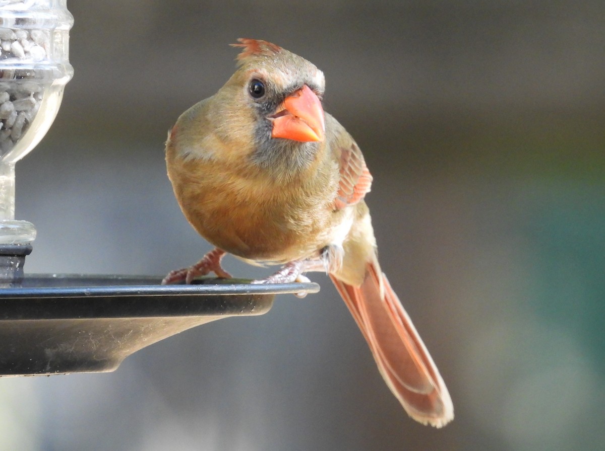 Northern Cardinal - Kathy Springer