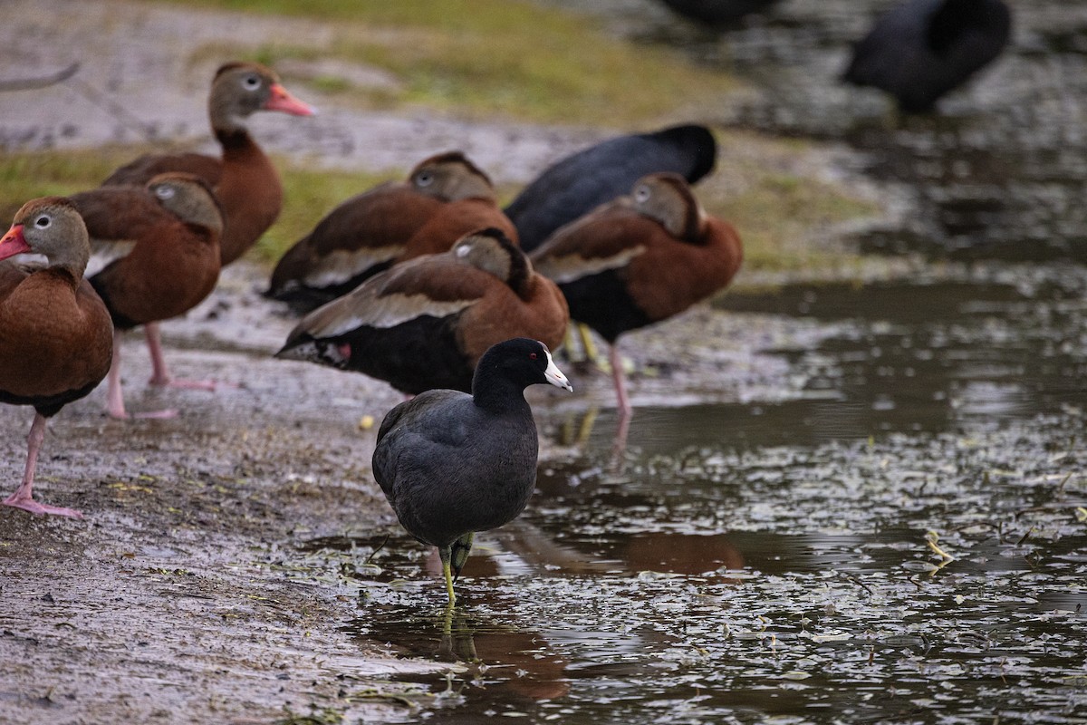 American Coot - ML614096574