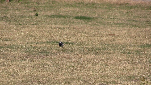 White Wagtail - ML614096620