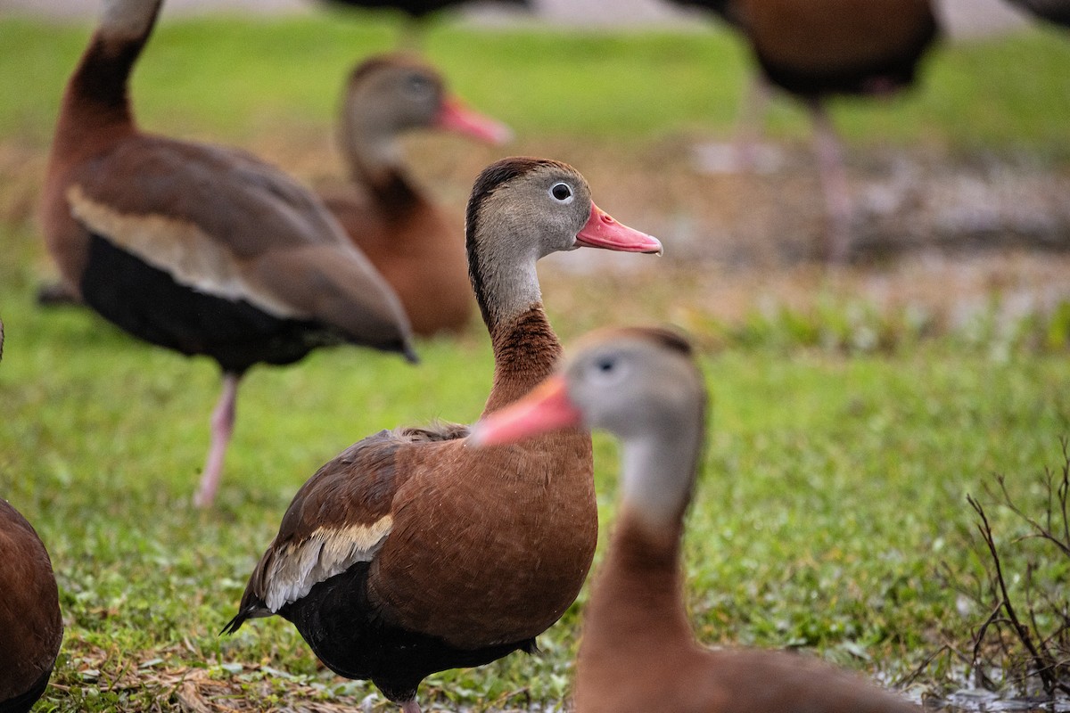 Black-bellied Whistling-Duck - ML614096656