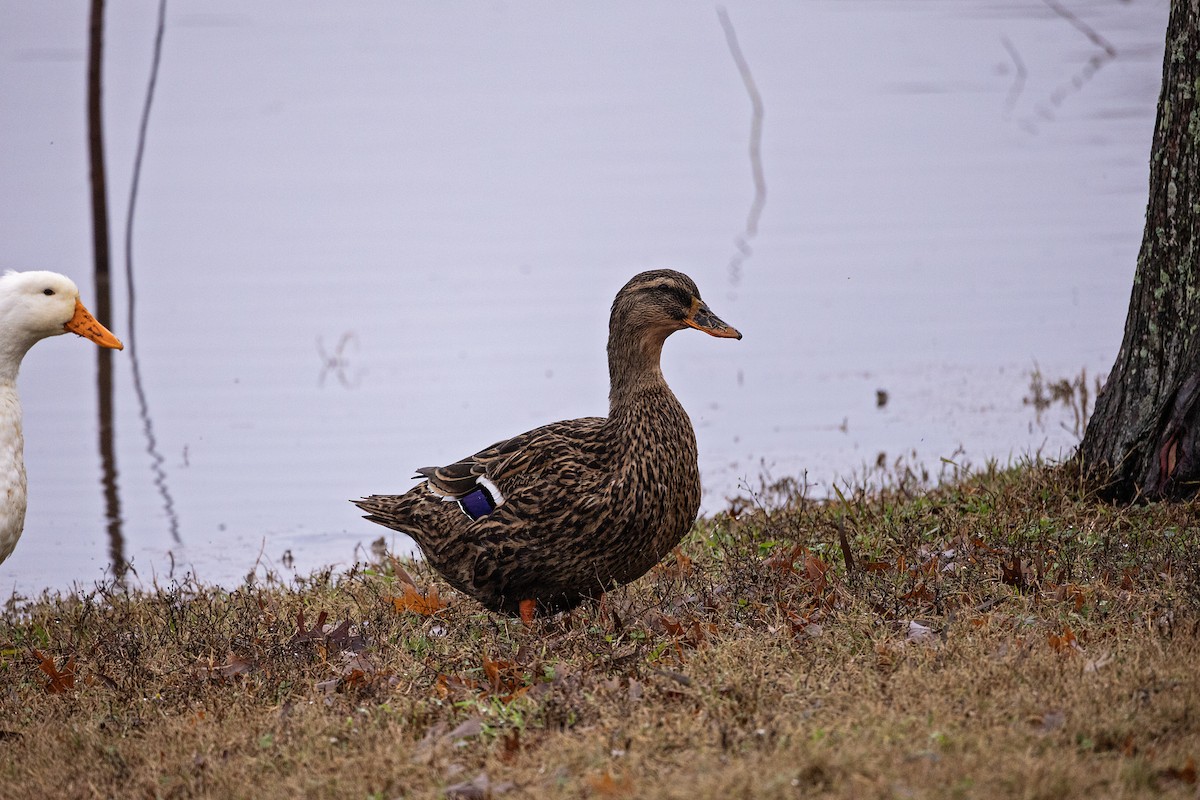 Ánade Azulón - ML614096700