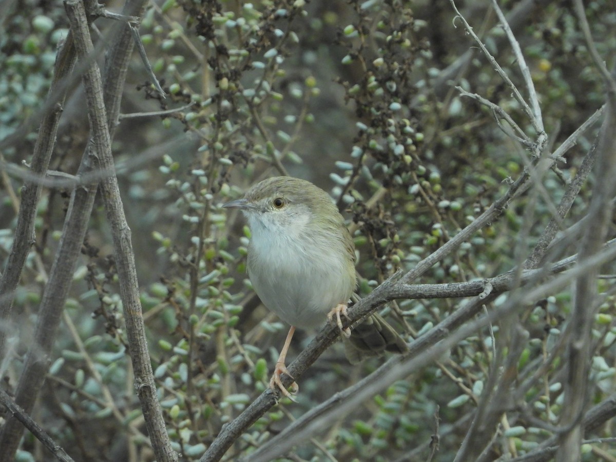 Delicate Prinia - ML614096721