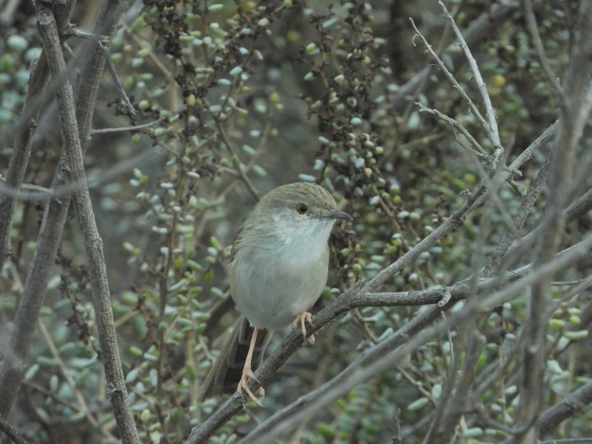 Delicate Prinia - ML614096724