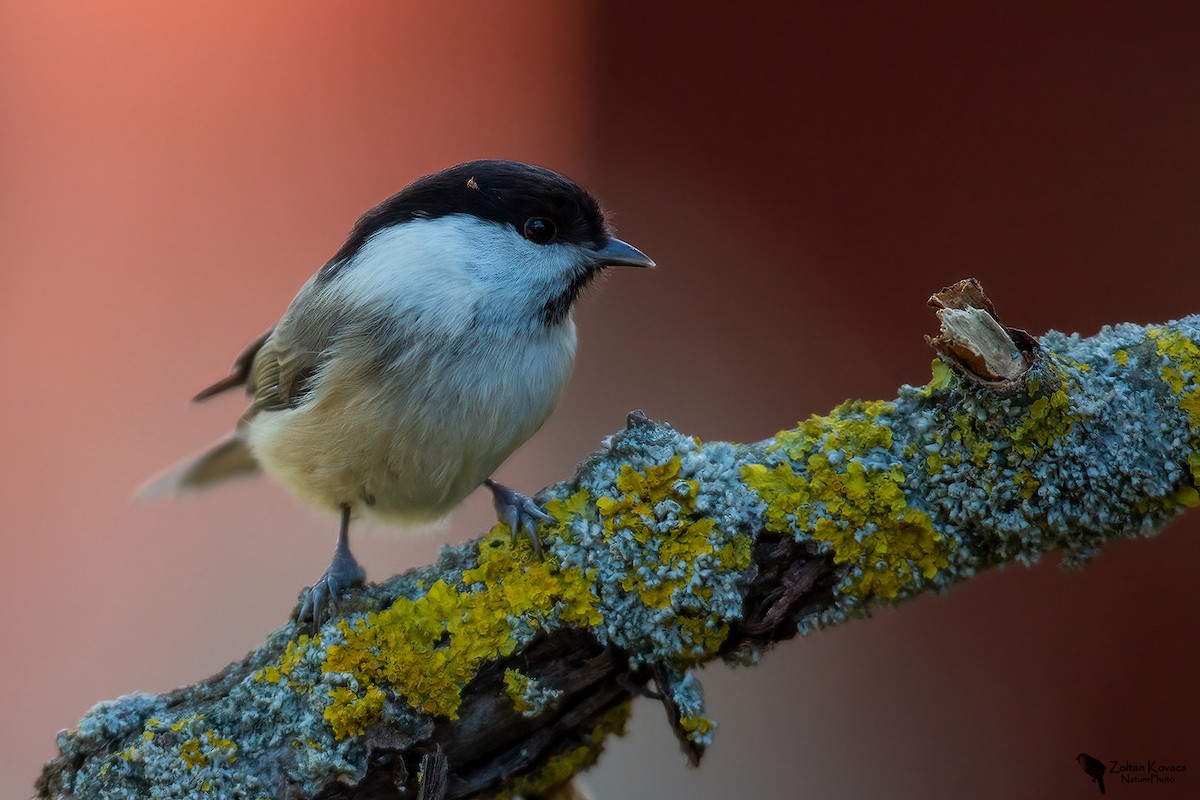 Marsh Tit - ML614096728
