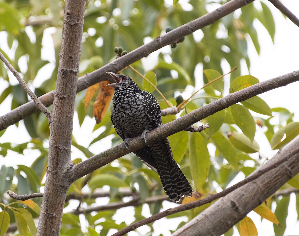 Asian Koel - Matthieu Chotard