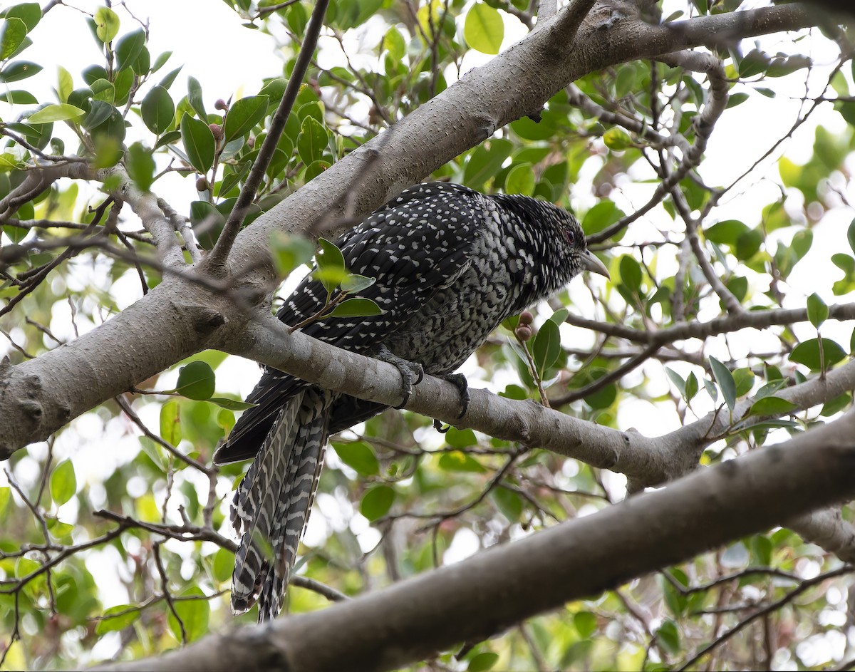 Asian Koel - ML614096842