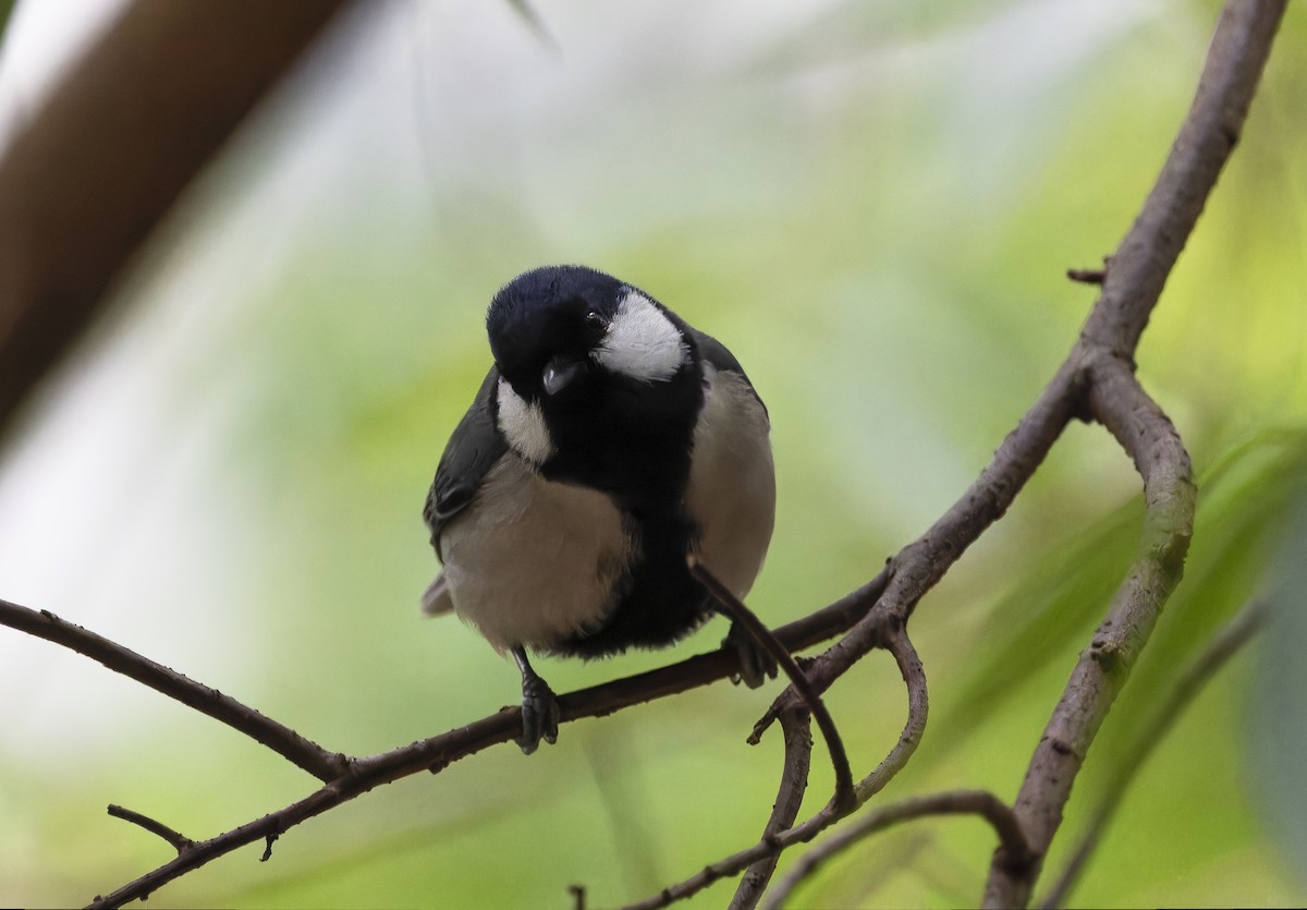 Japanese Tit - Matthieu Chotard