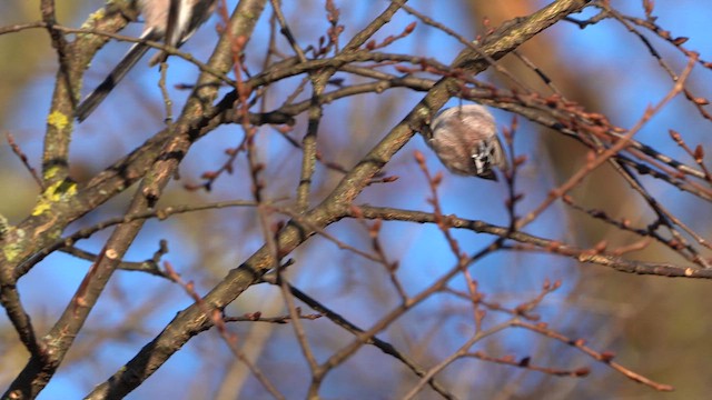 Long-tailed Tit - ML614096861