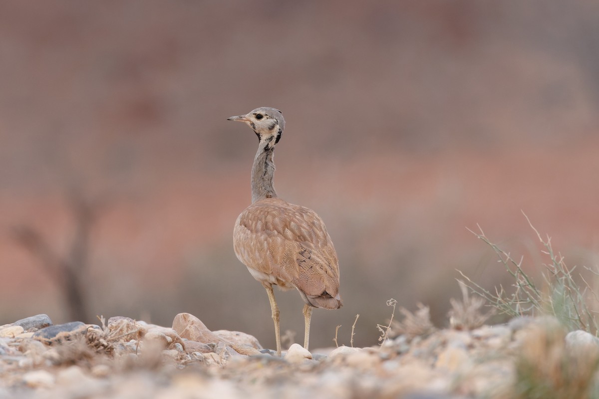 Rüppell's Bustard - ML614096867