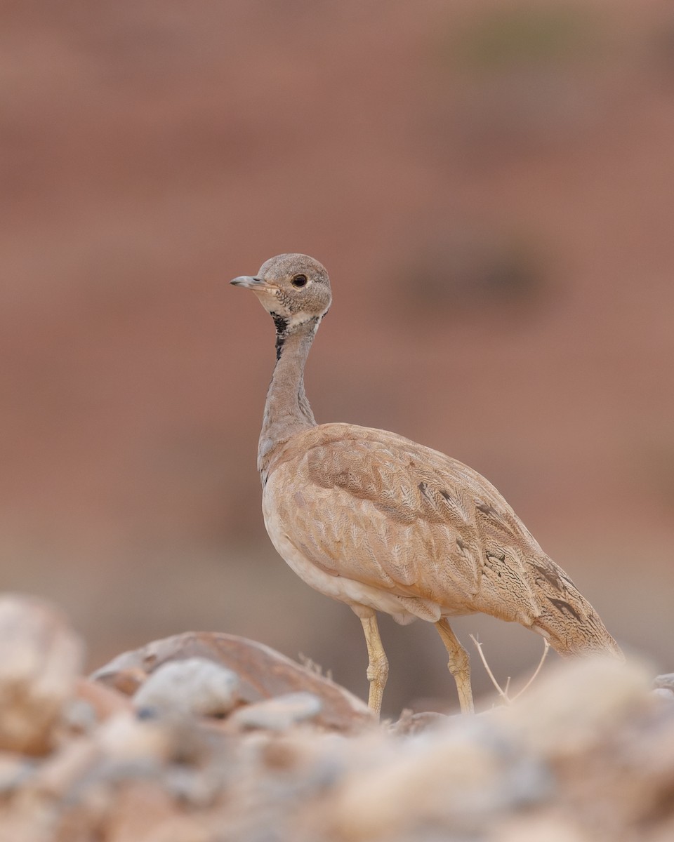 Rüppell's Bustard - ML614096869