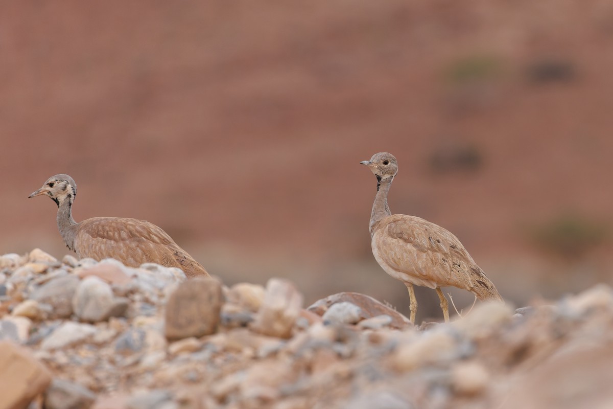 Rüppell's Bustard - ML614096871