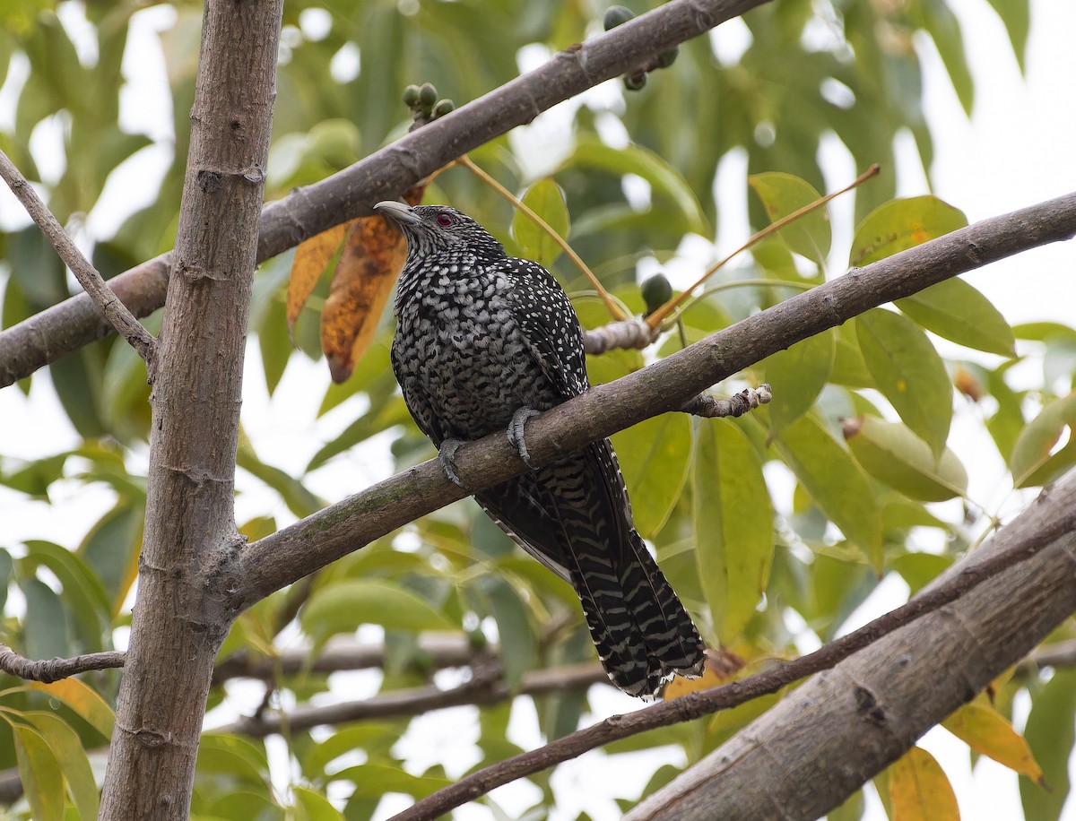 Asian Koel - Matthieu Chotard