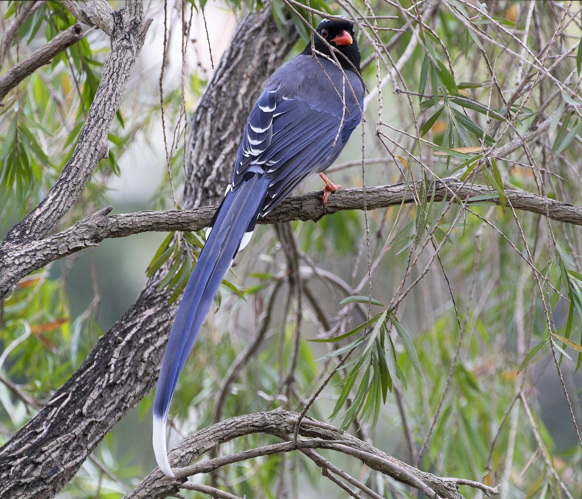 Red-billed Blue-Magpie - Matthieu Chotard