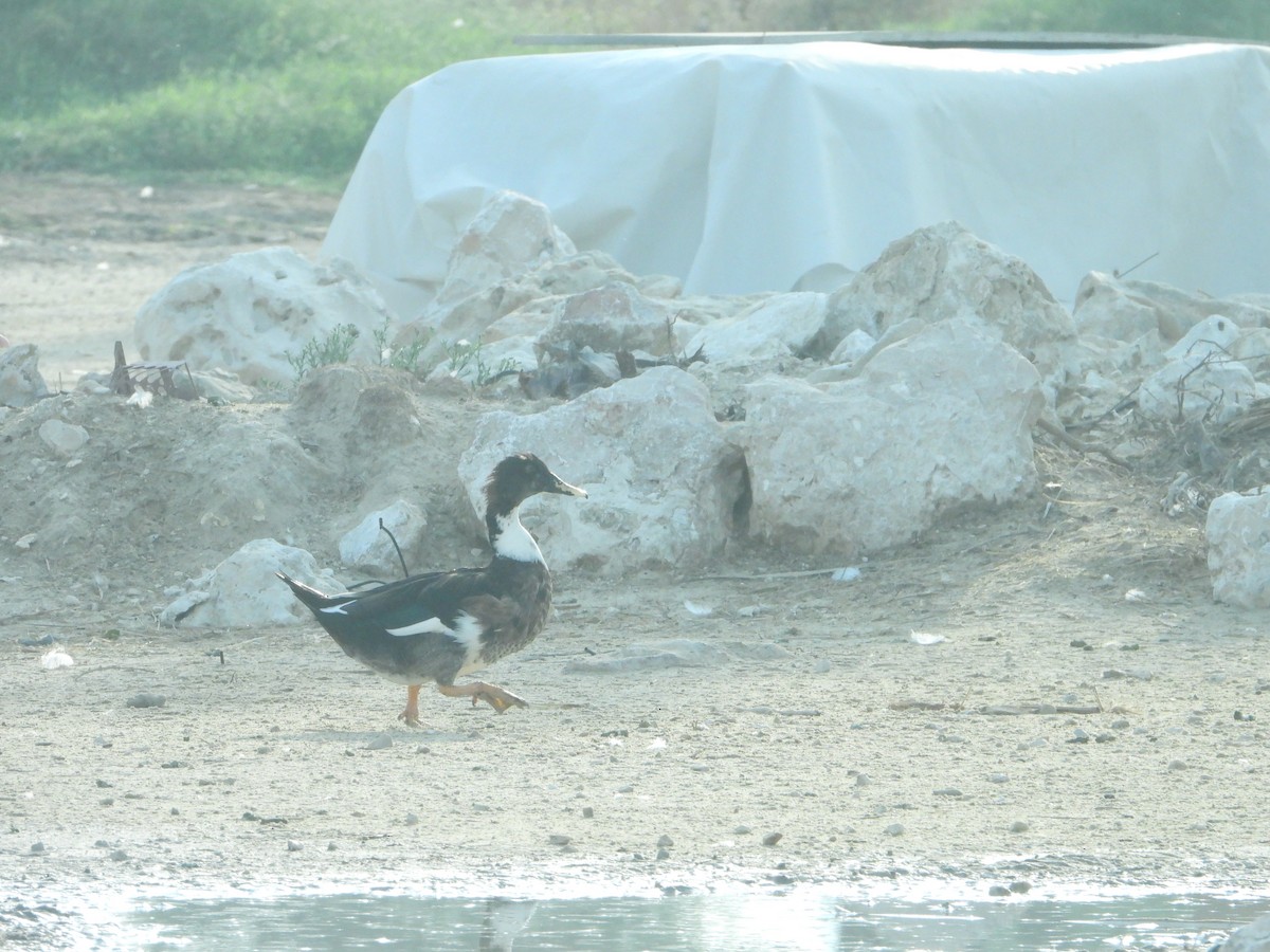 Muscovy Duck (Domestic type) - ML614097019