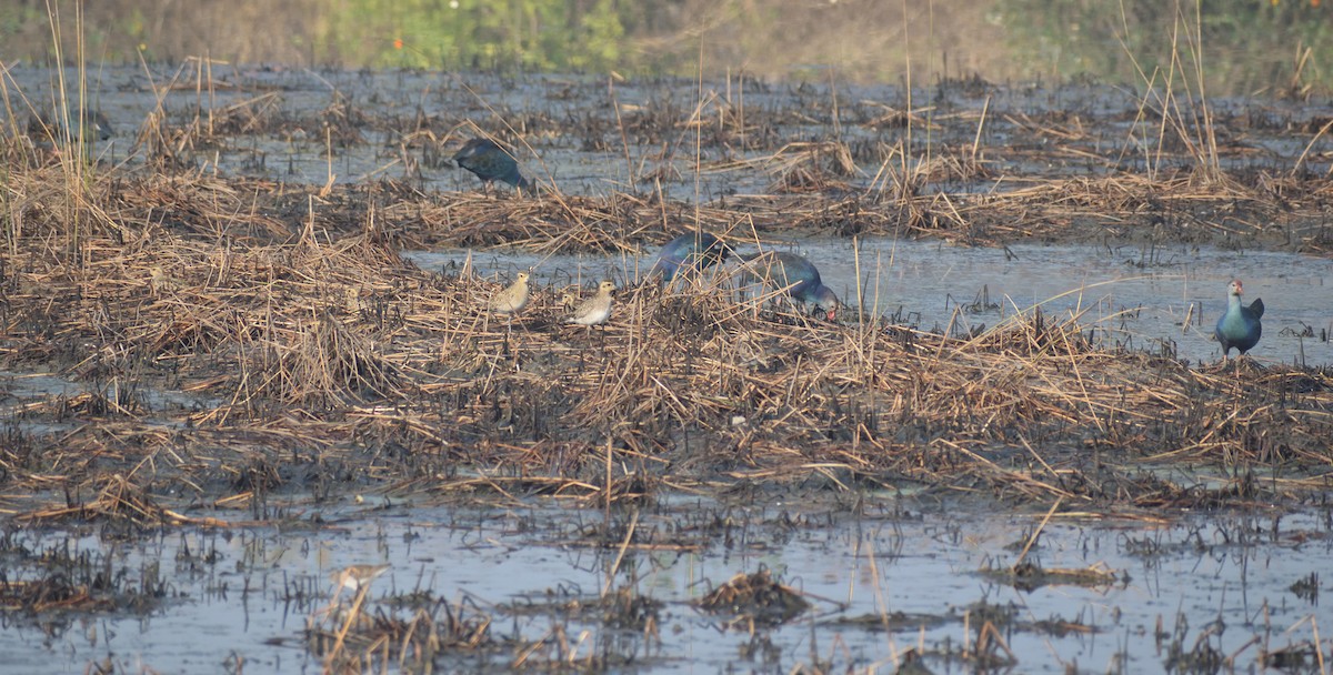 Gray-headed Swamphen - ML614097024